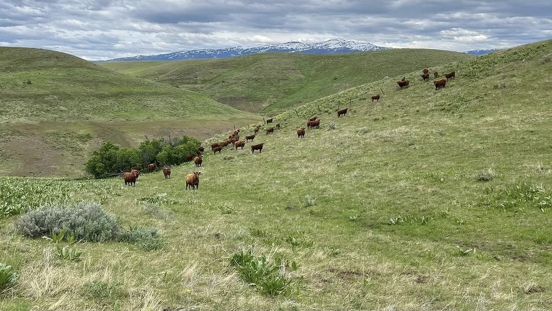 Red cattle on green hills