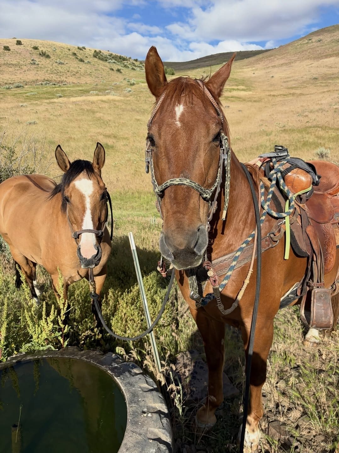 Two saddled horses beside a stock tank in the Idaho foothills