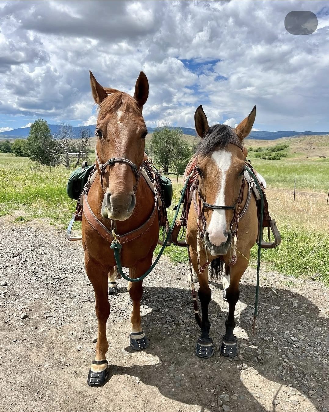 Two saddled horses wearing hoof boots on a gravel road